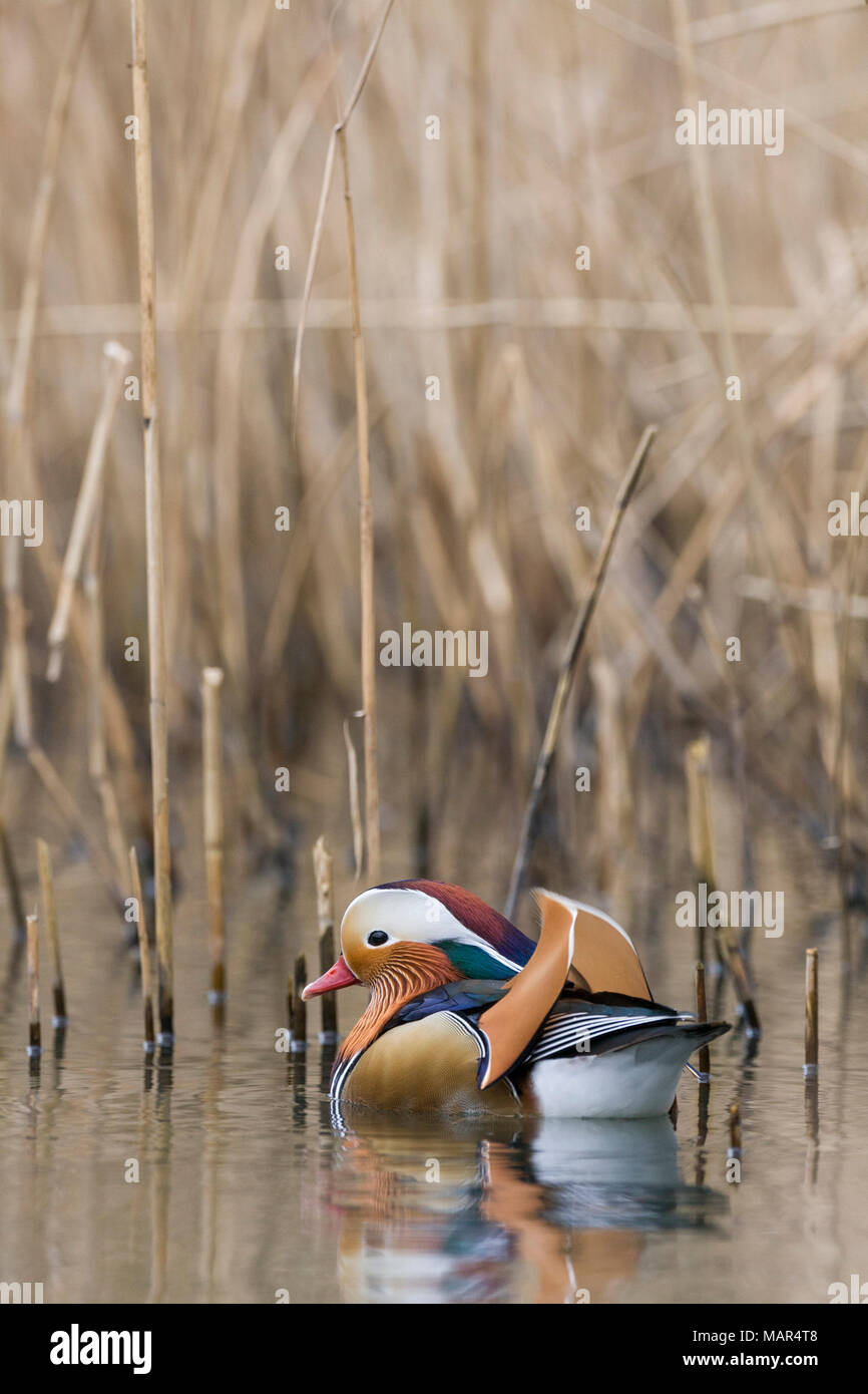 Single male Mandarin Duck Aix galericulata resting in amongst reed bed Stock Photo