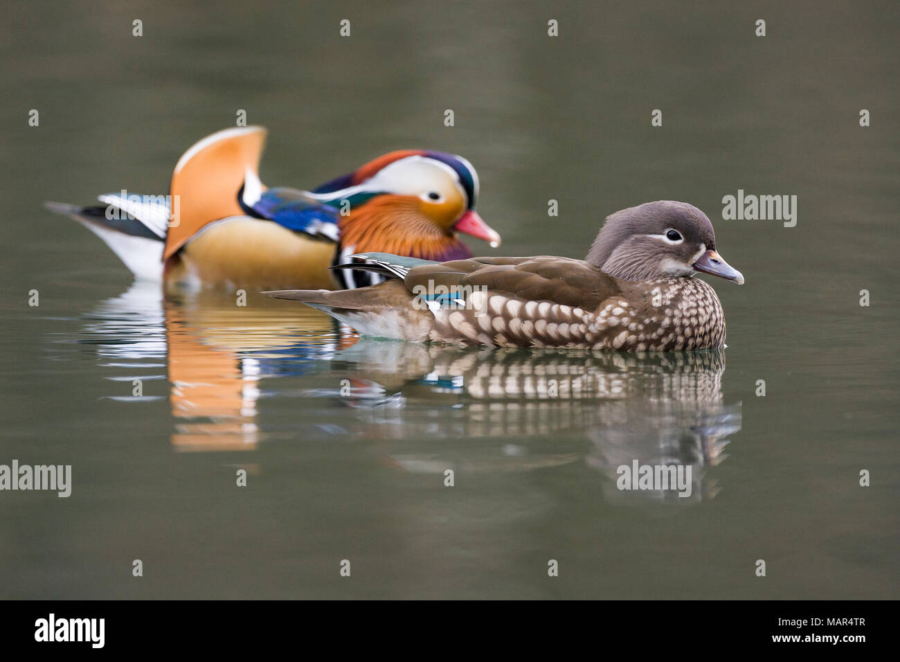 Pair of Mandarin Duck Aix galericulata resting on water with reflection Stock Photo