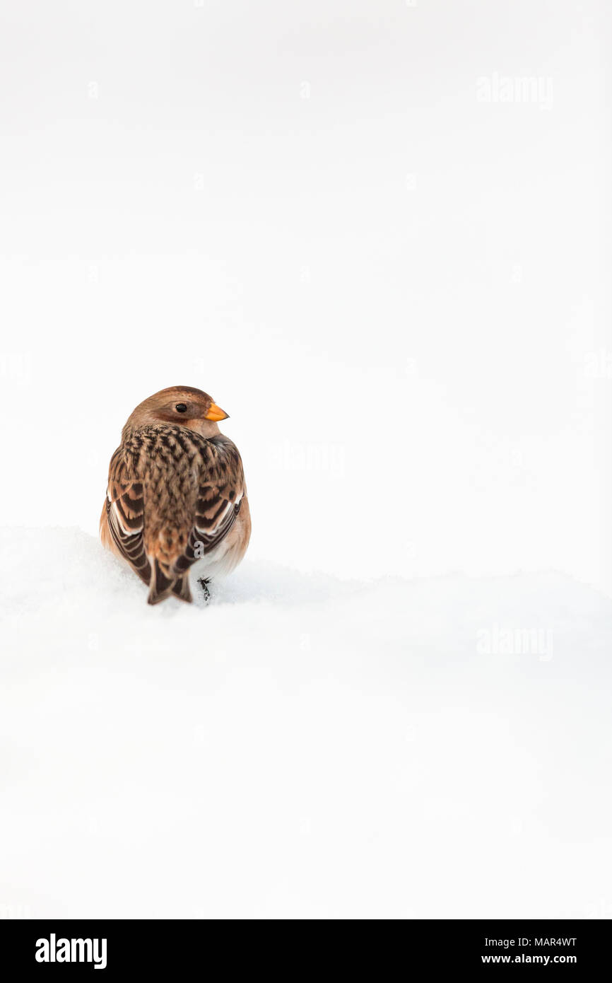 Single female Snow Bunting Plectrophenax nivalis sitting on top of snow, Cairngorms National Park, Scotland, UK Stock Photo