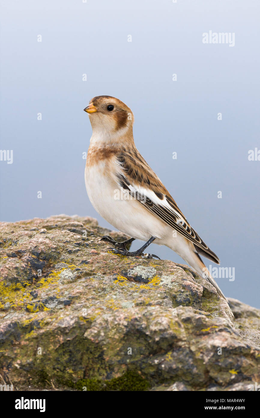 Single Snow Bunting Plectrophenax nivalis standing alert on rock with clear background Stock Photo