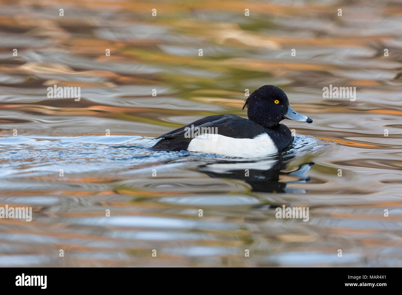 Single Tufted Duck Aythya fuligula showing reflection in water Stock Photo