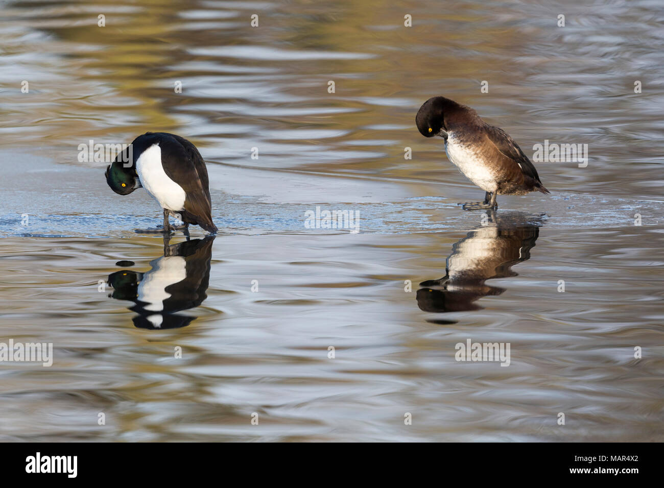 Pair of Tufted Duck Aythya fuligula standing on ice showing reflection in water Stock Photo
