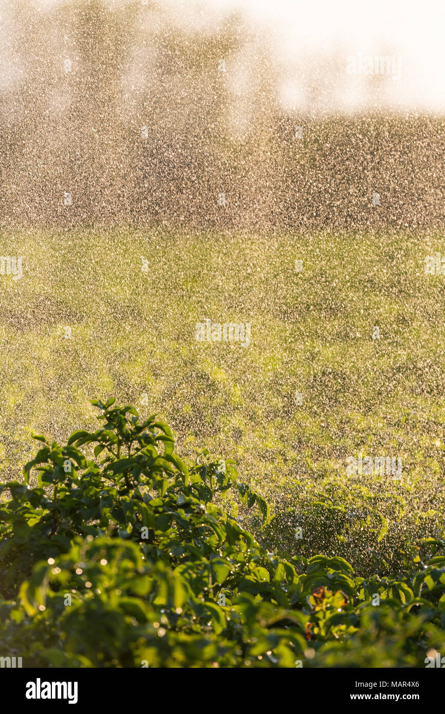 Water droplets falling onto vegetation on farmland Stock Photo