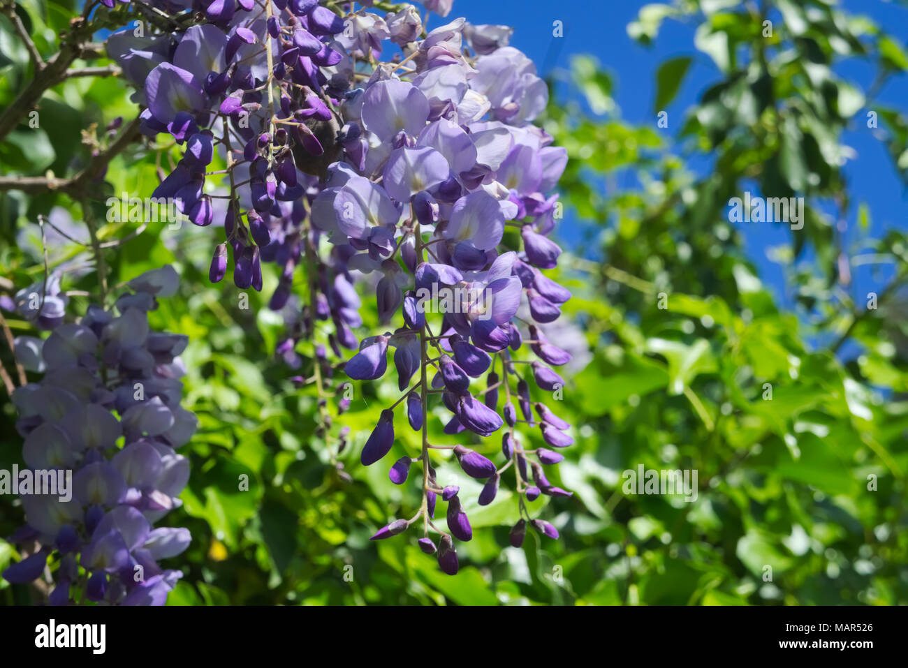 Wisteria flower japan hires stock photography and images Alamy