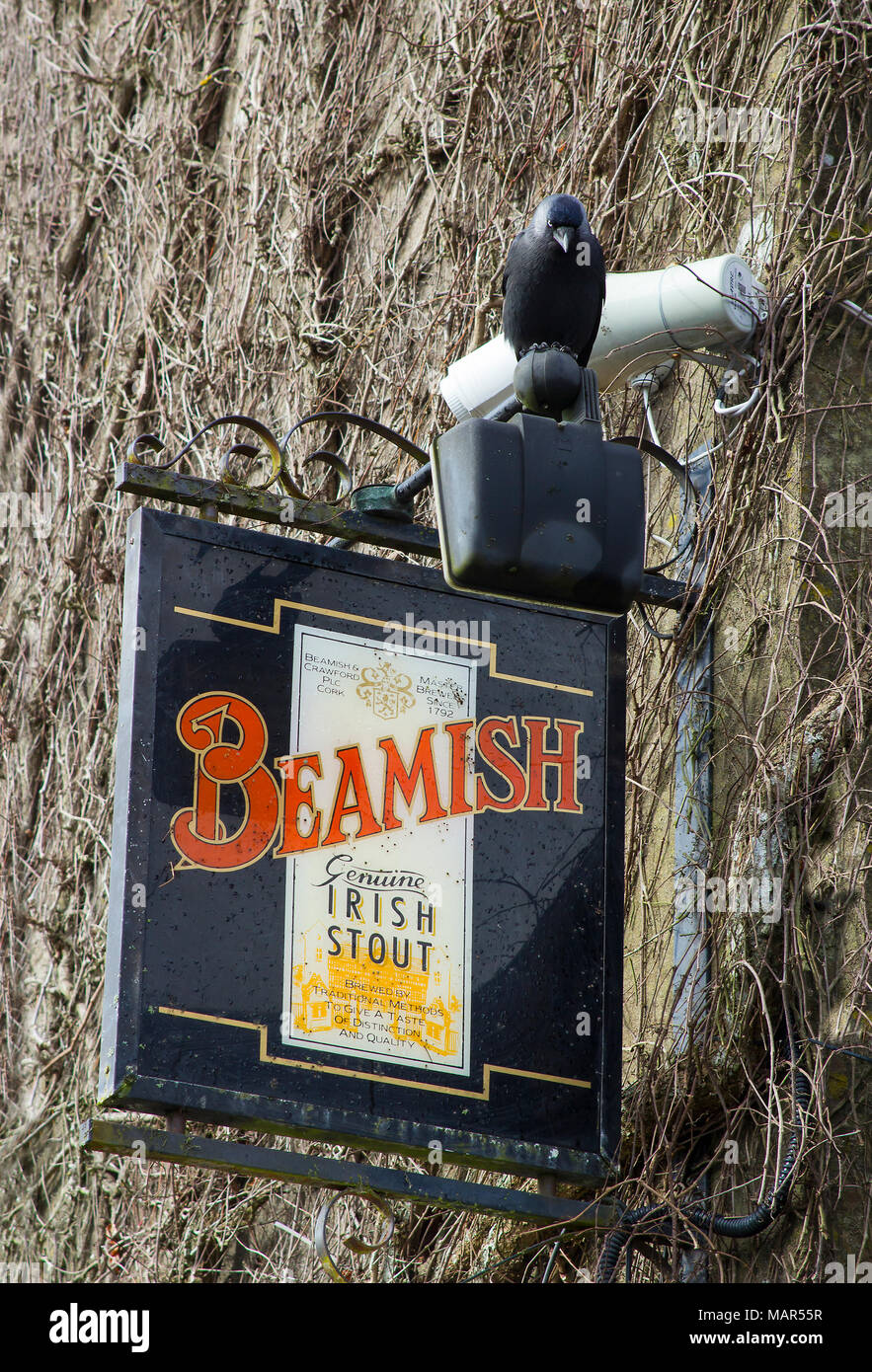 A black hooded crow perched on top of s sign advertising Beamish black stout in Blarney village County Cork Ireland Stock Photo