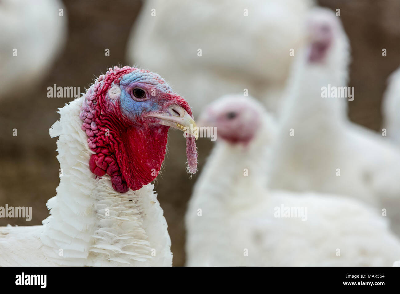Portrait of a turkeypoult in the courtyard Stock Photo Alamy