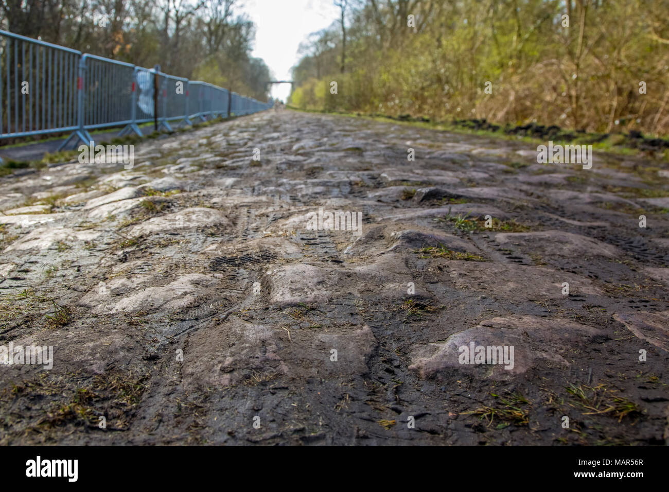 Image of the famous cobblestone road from the forest of Arenberg (Pave d'Arenberg). Every year it is part of the route of Paris Roubaix one of the mos Stock Photo