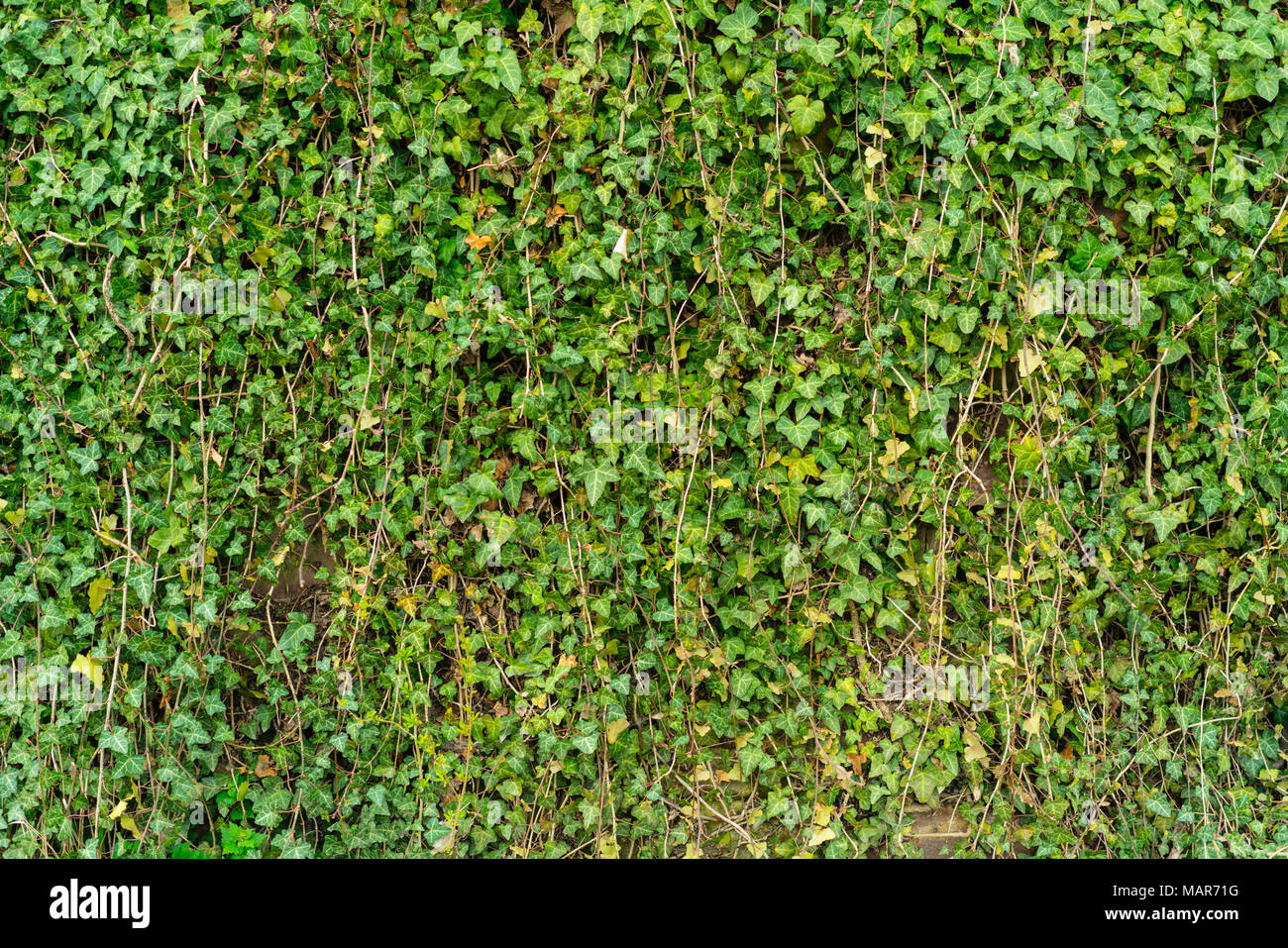 Green common ivy background Stock Photo - Alamy