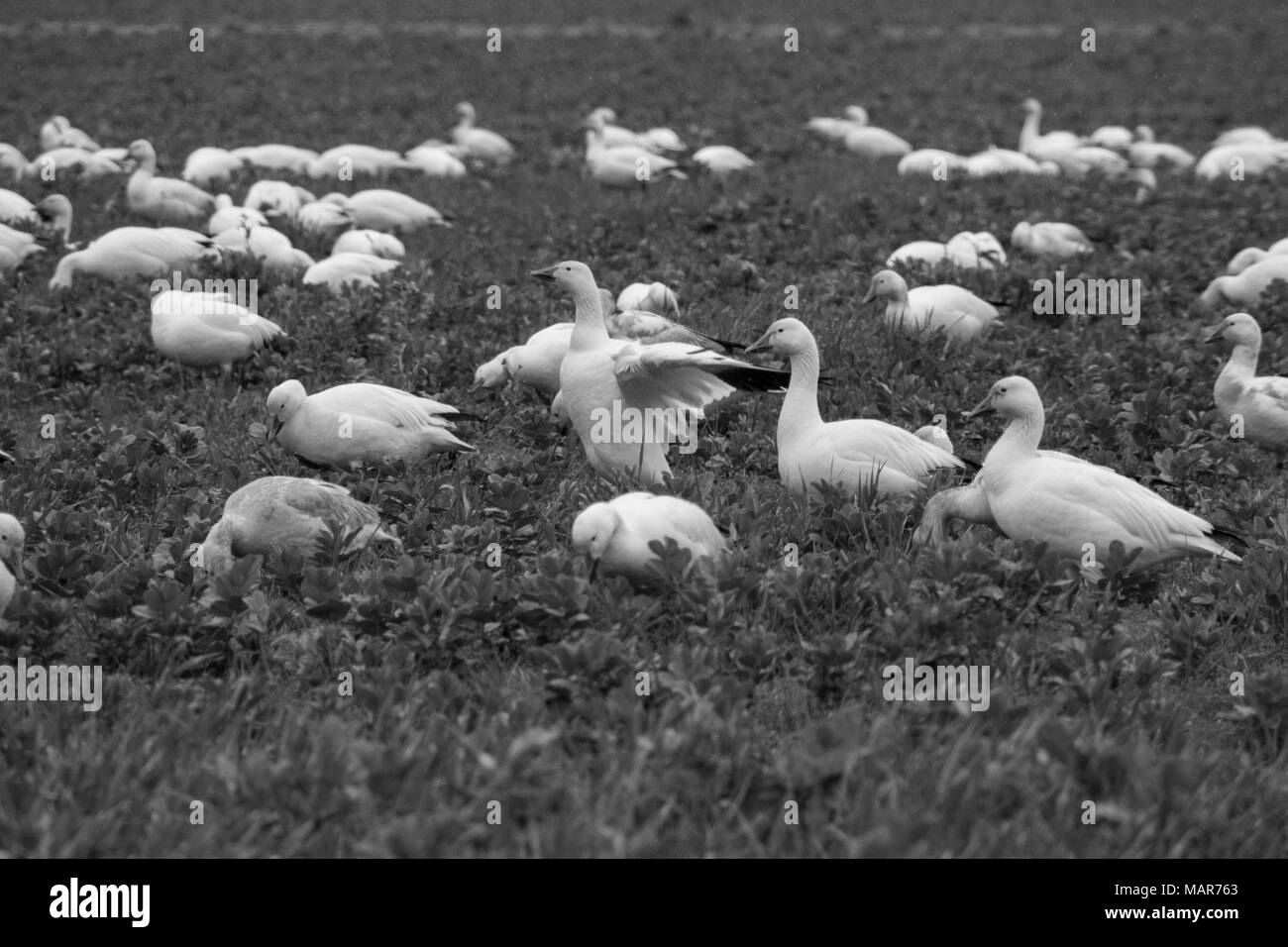 Snow Geese Visiting the Skagit Valley Stock Photo Alamy