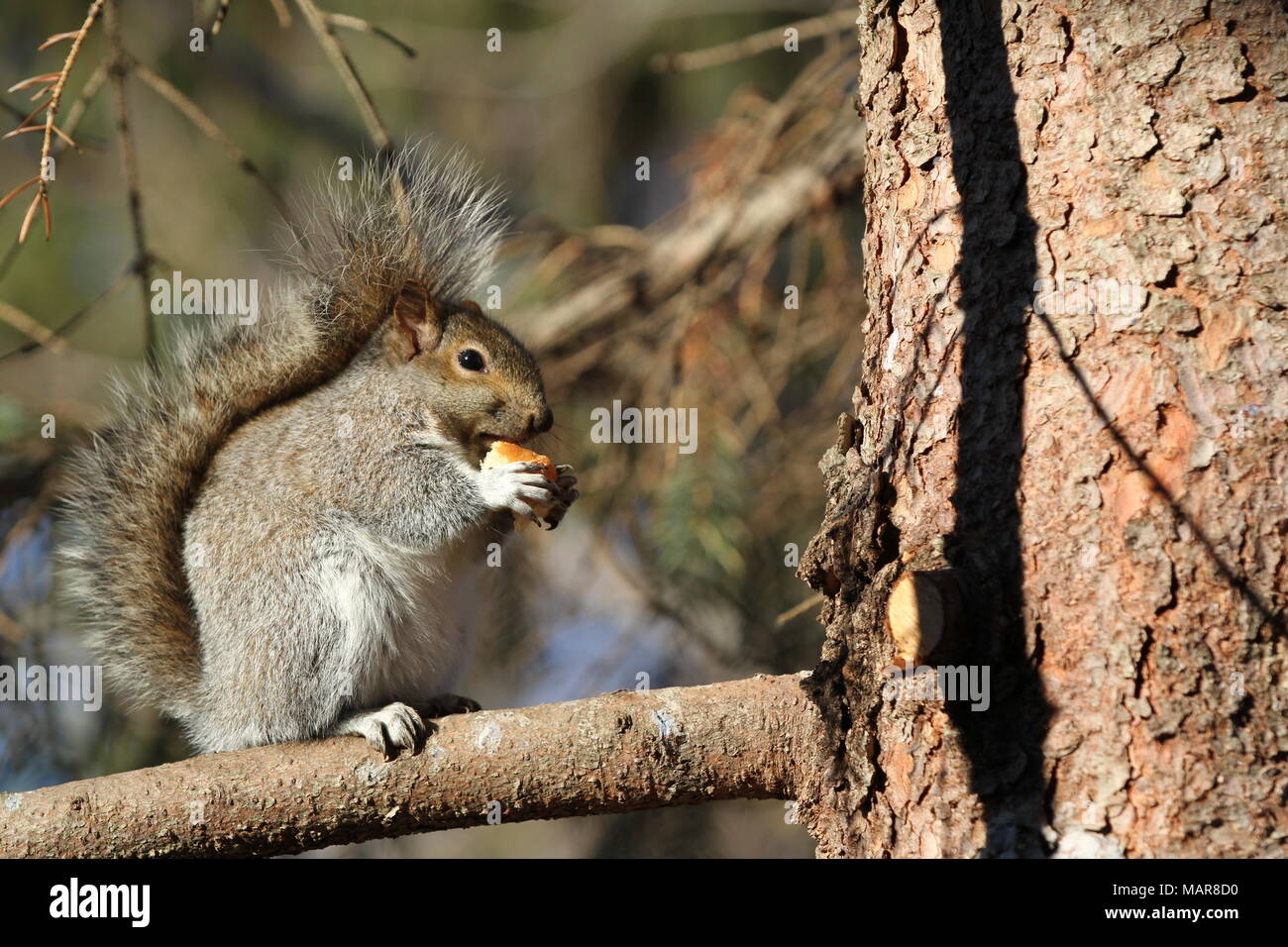 Eastern squirrel sitting on a branch eating a nut Stock Photo