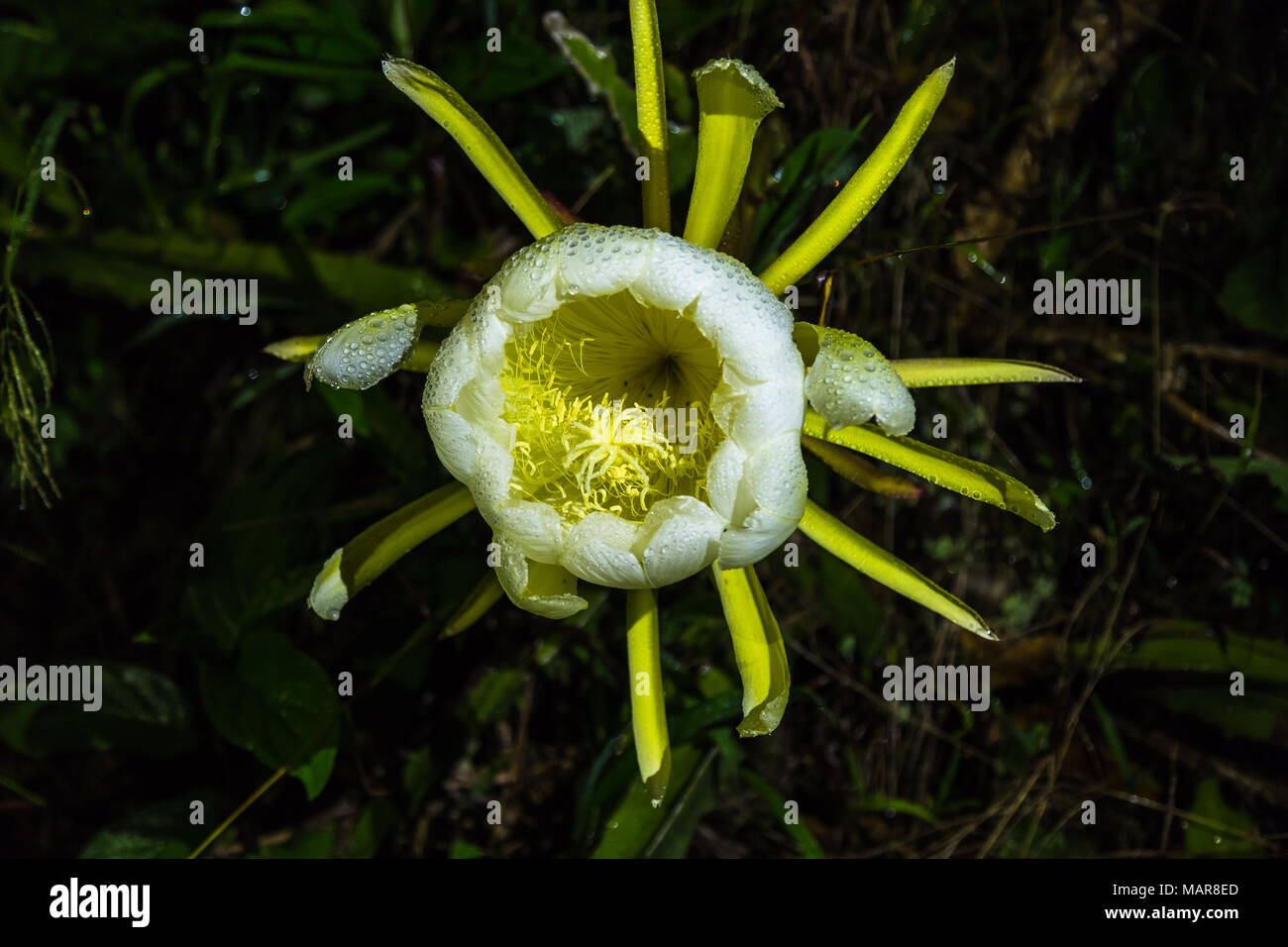 Flower of pitahaya, immense flower that opens only at night only once