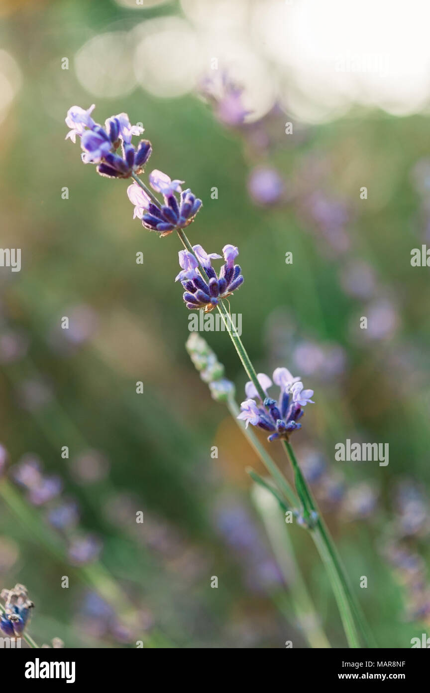 Hidcote blue lavender. Stock Photo