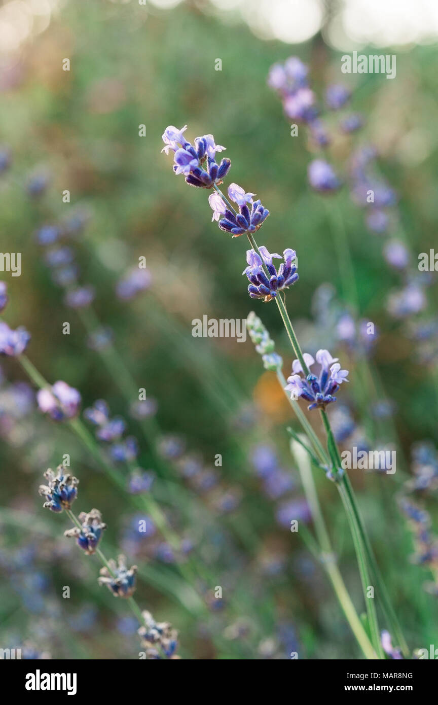 Hidcote blue lavender. Stock Photo