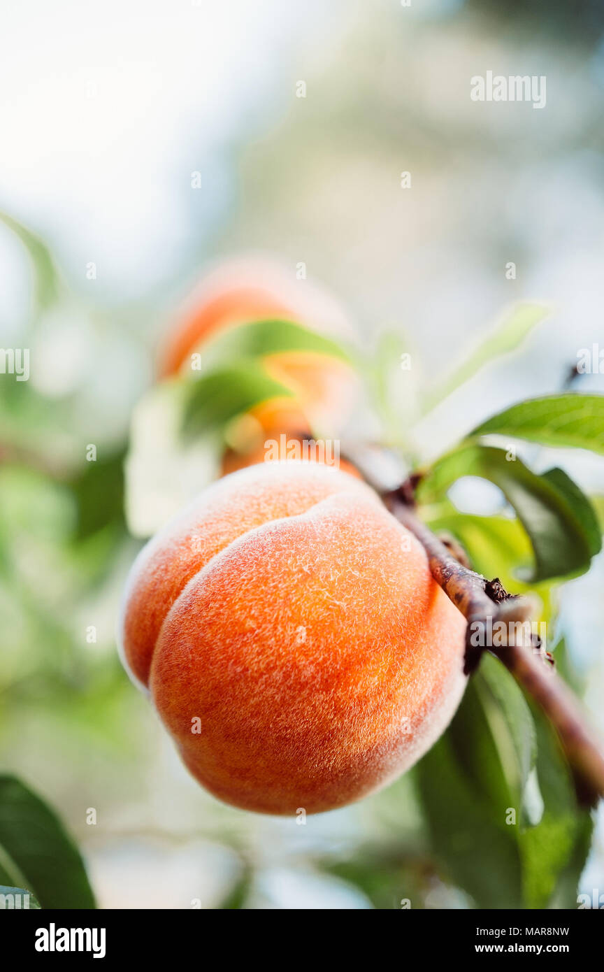 Ripe peaches growing in a peach tree Stock Photo Alamy