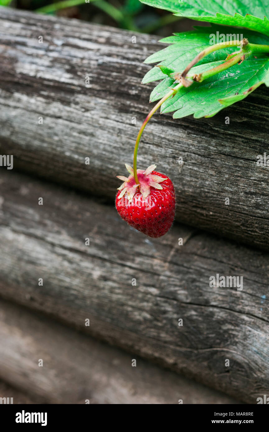 Single ripe red strawberry hanging over wooden planter. Stock Photo
