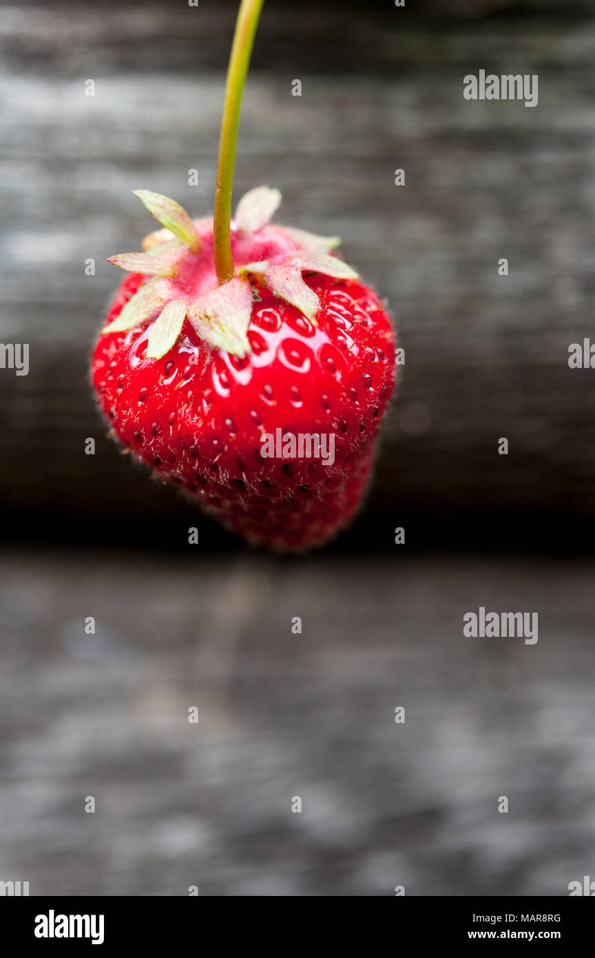 Strawberry planter hi-res stock photography and images - Alamy