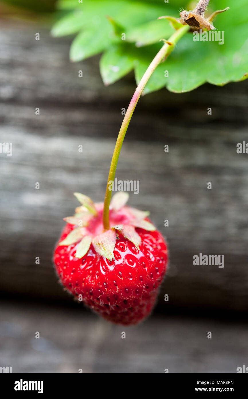 Single ripe red strawberry hanging over wooden planter. Stock Photo