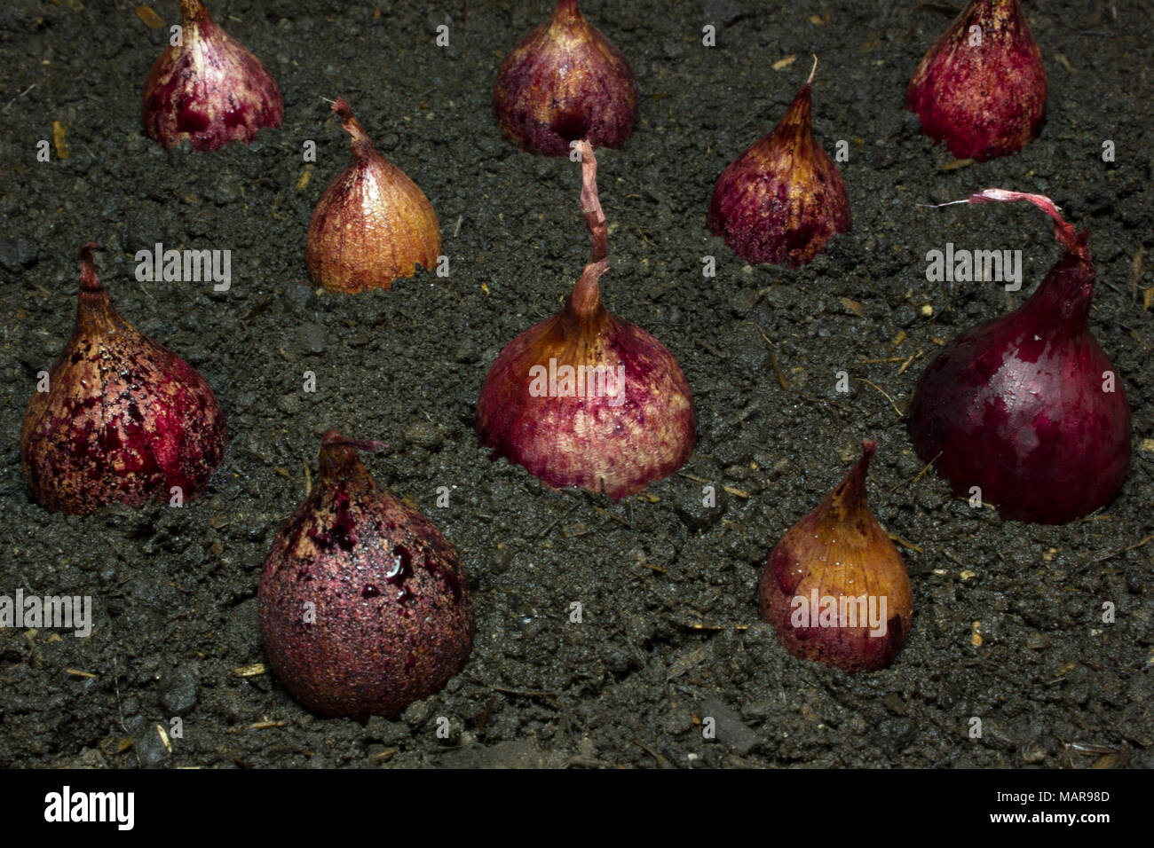 Onion sowing background hi-res stock photography and images - Alamy