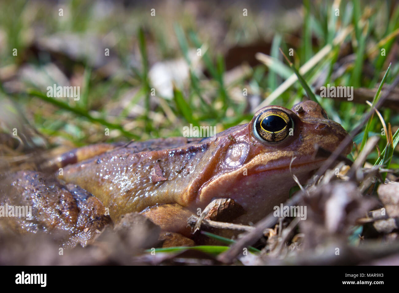 Common frog in the wild on the dry leaves in grass . The common frog - rana temporaria is a semi-aquatic amphibian of the family ranidae Stock Photo