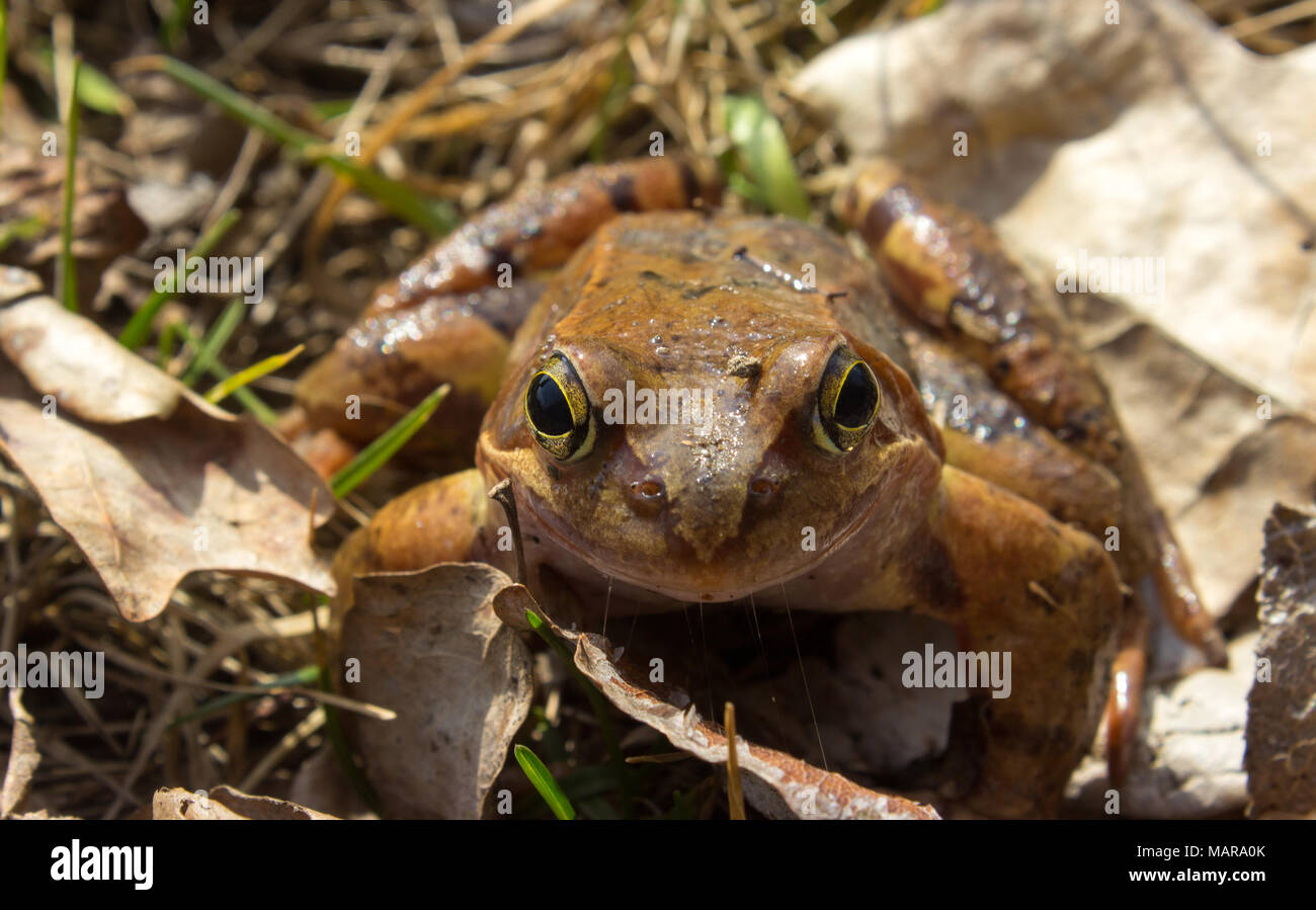 Common frog in the wild on the dry leaves . The common frog - rana temporaria is a semi-aquatic amphibian of the family ranidae Stock Photo
