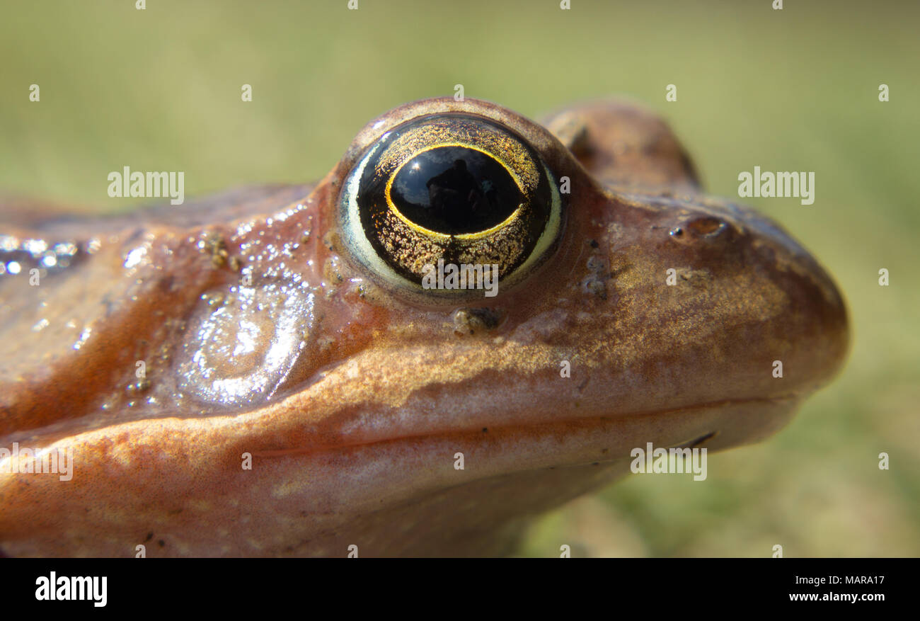 Detail eye common frog. The common frog - rana temporaria is a semi-aquatic amphibian of the family ranidae Stock Photo