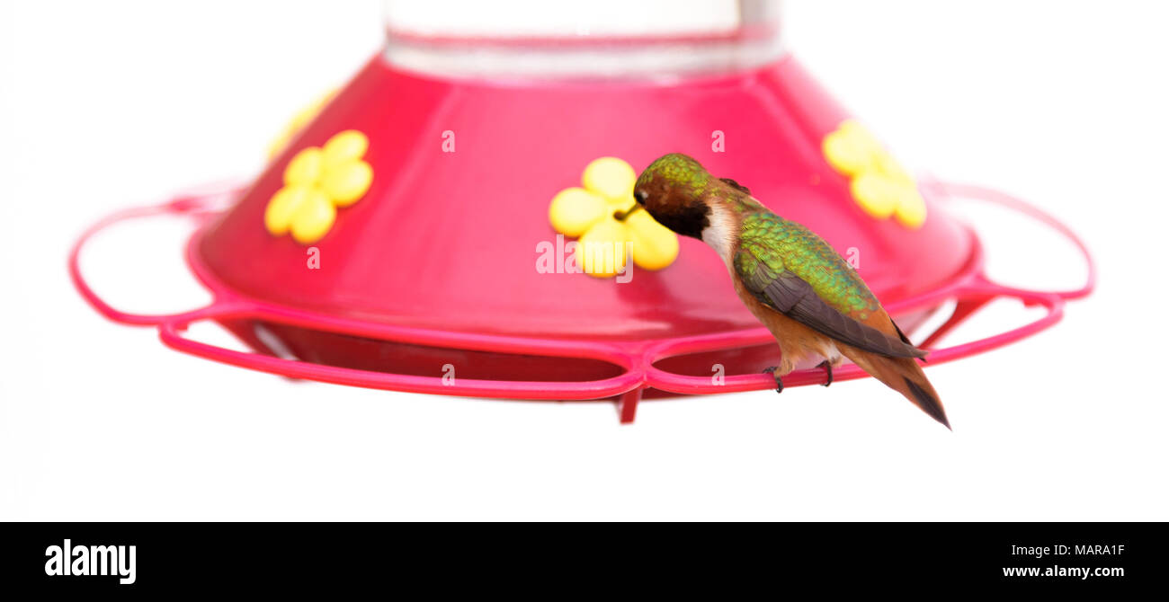 a hummingbird perched on a red plastic feeder with a white background Stock Photo