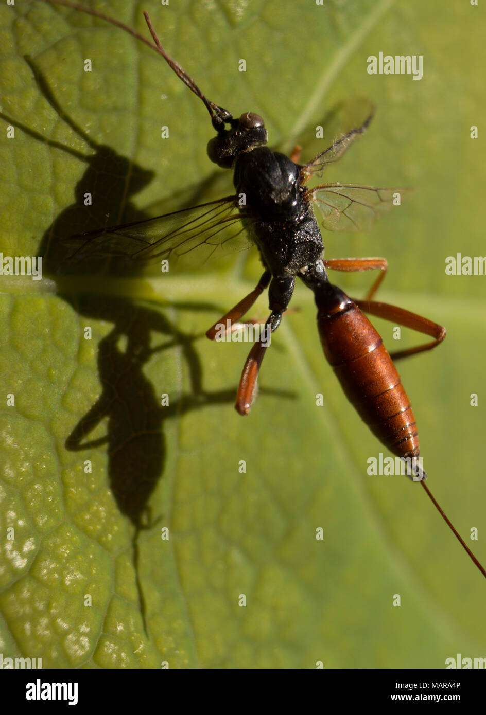 Ichneumon wasp dolichomitus hi-res stock photography and images - Alamy