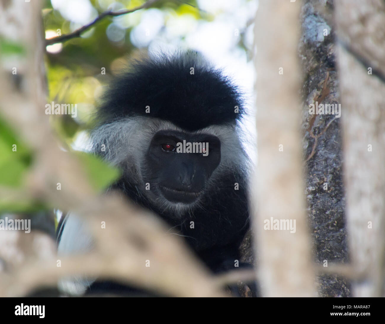 Colobus Monkey Stock Photo