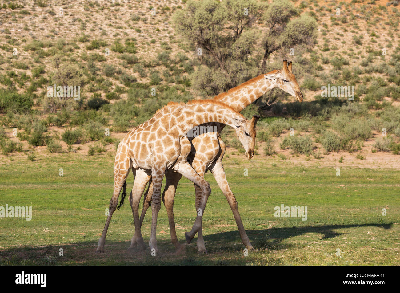 Southern Giraffe (Giraffa giraffa). Fighting males. Stock Photo