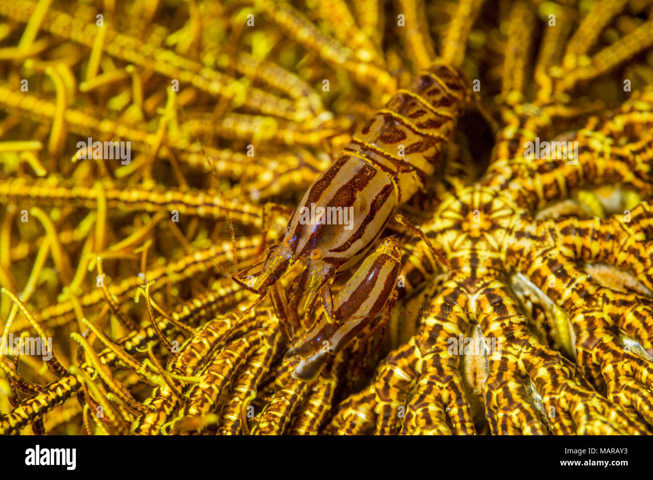 Snapping Prawn, Snapping Shrimp, Pistol Shrimp (Synalpheus stimpsoni) in the centre of a Crionoid.. Stock Photo