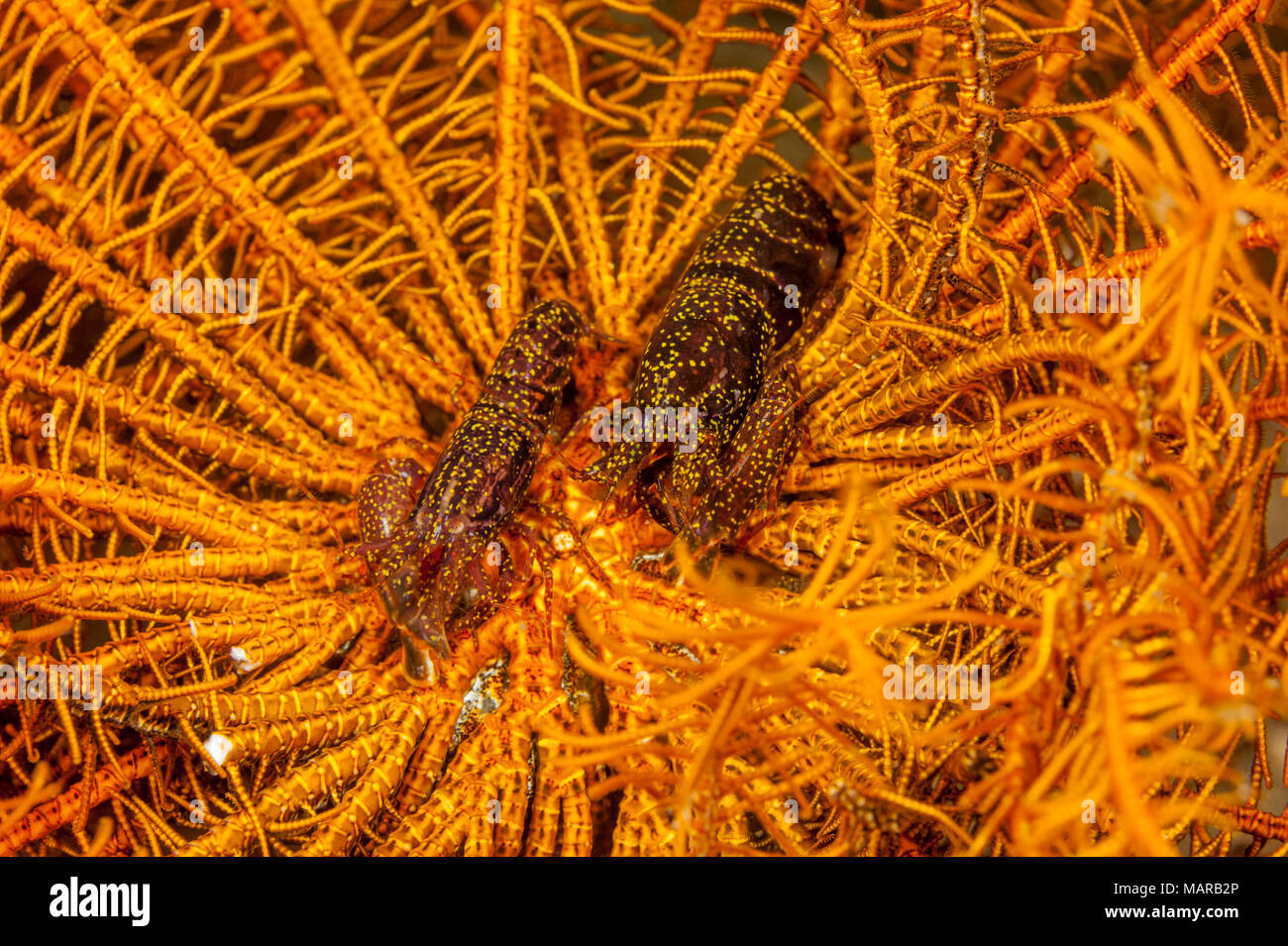 Snapping Shrimp, Pistol shrimp (Synalpheus stimpsoni) sitting in the middle of an crinoid. Stock Photo
