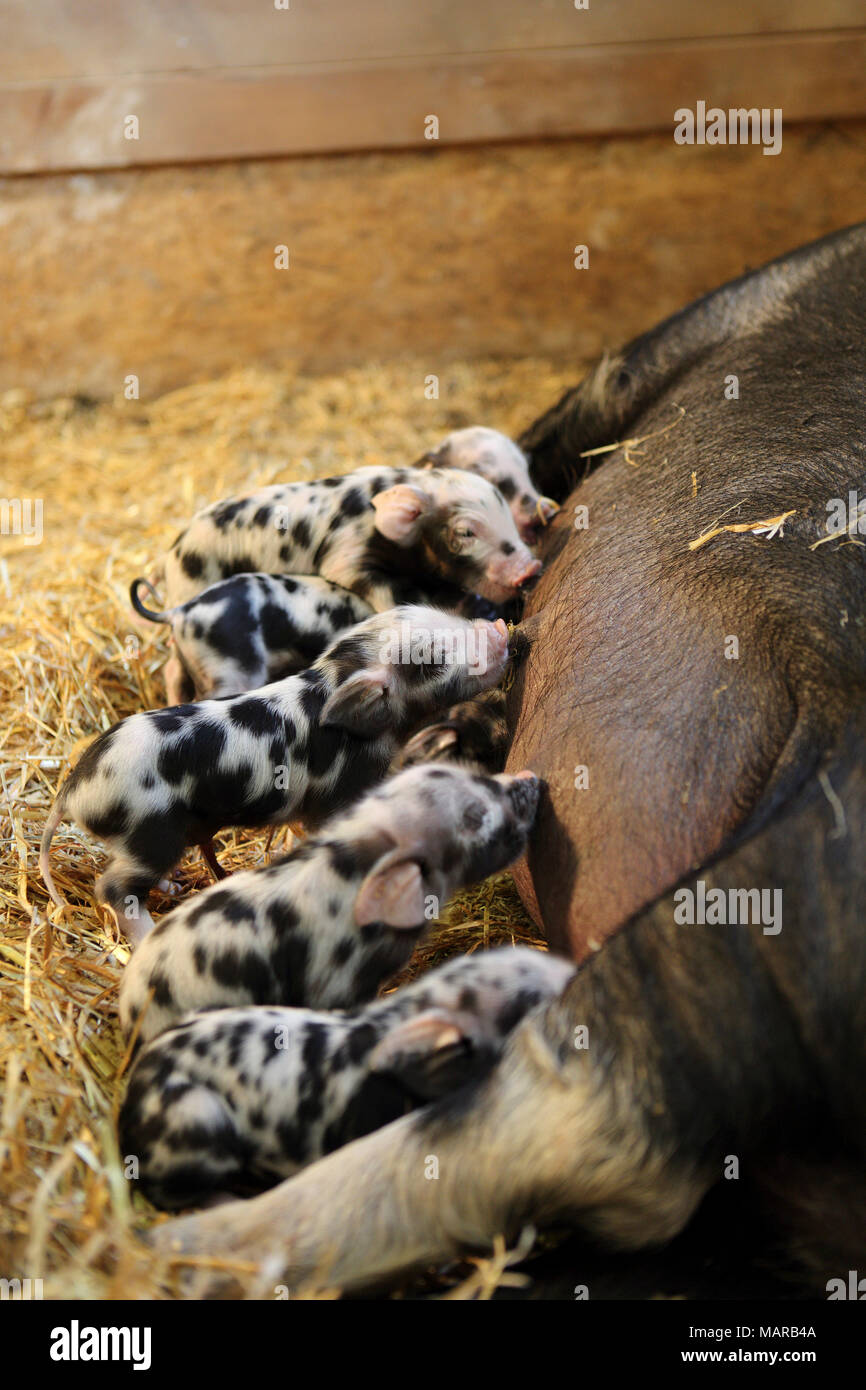Domestic Pig, Turopolje x ?. Sow suckling newborn (one day old) piglets. Germany Stock Photo