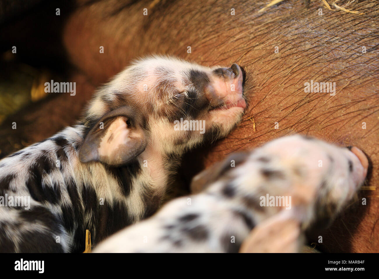 Domestic Pig, Turopolje x ?. Sow suckling newborn (one day old) piglets. Germany Stock Photo