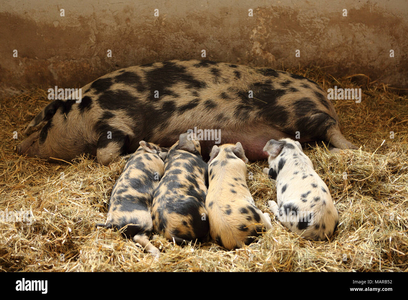 Domestic Pig, Turopolje x ?. Sow suckling piglets (6 weeks old). Germany Stock Photo