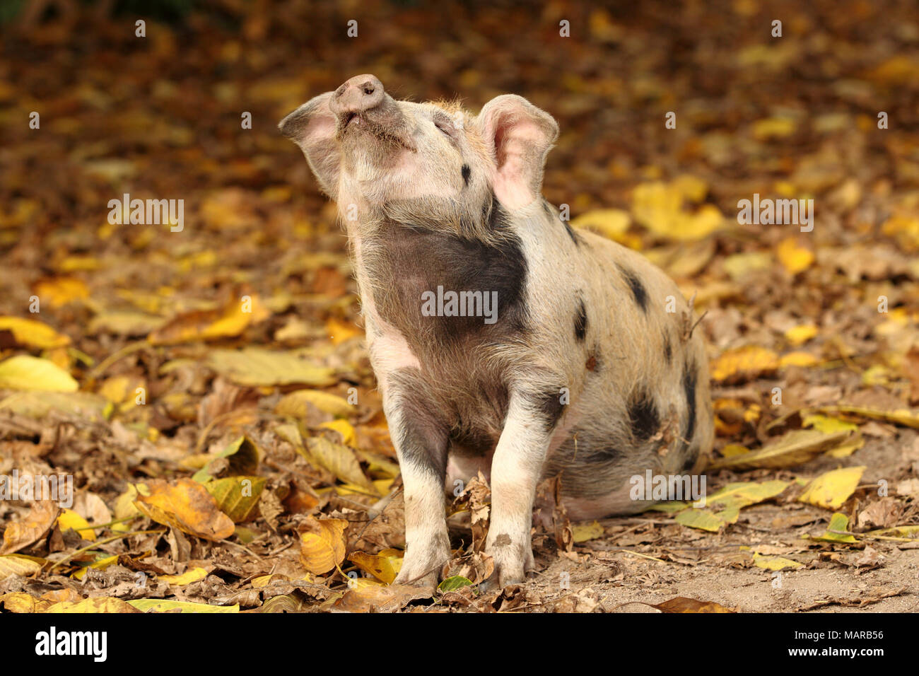 Domestic Pig, Turopolje x ?. Piglet (5 weeks old) sitting in leaf litter, testing the air. Germany Stock Photo