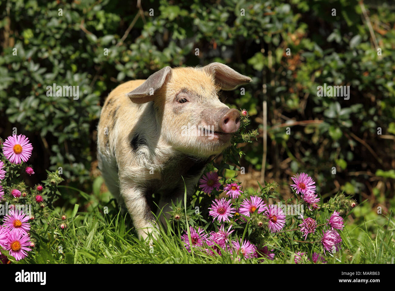 Domestic Pig, Turopolje x ?. Piglet (5 weeks old) walking in flowering Bushy Aster. Germany Stock Photo