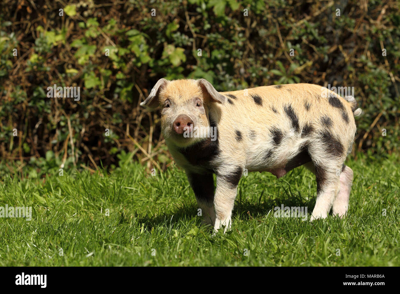 Domestic Pig, Turopolje x ?. Piglet (5 weeks old) standing in grass. Germany Stock Photo