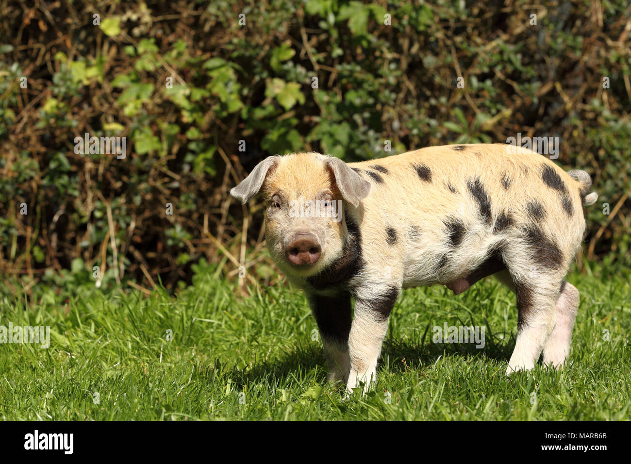 Domestic Pig, Turopolje x ?. Piglet (5 weeks old) standing in grass. Germany Stock Photo