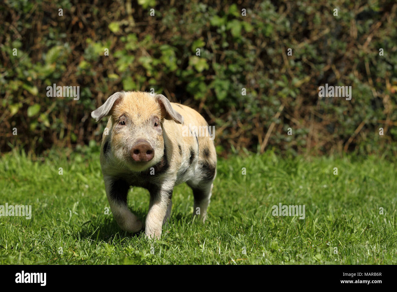 Domestic Pig, Turopolje x ?. Piglet (5 weeks old) walking in grass