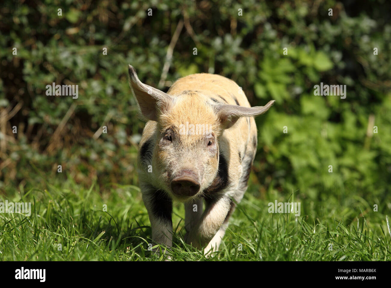 Domestic Pig, Turopolje x ?. Piglet (5 weeks old) running in grass. Germany Stock Photo