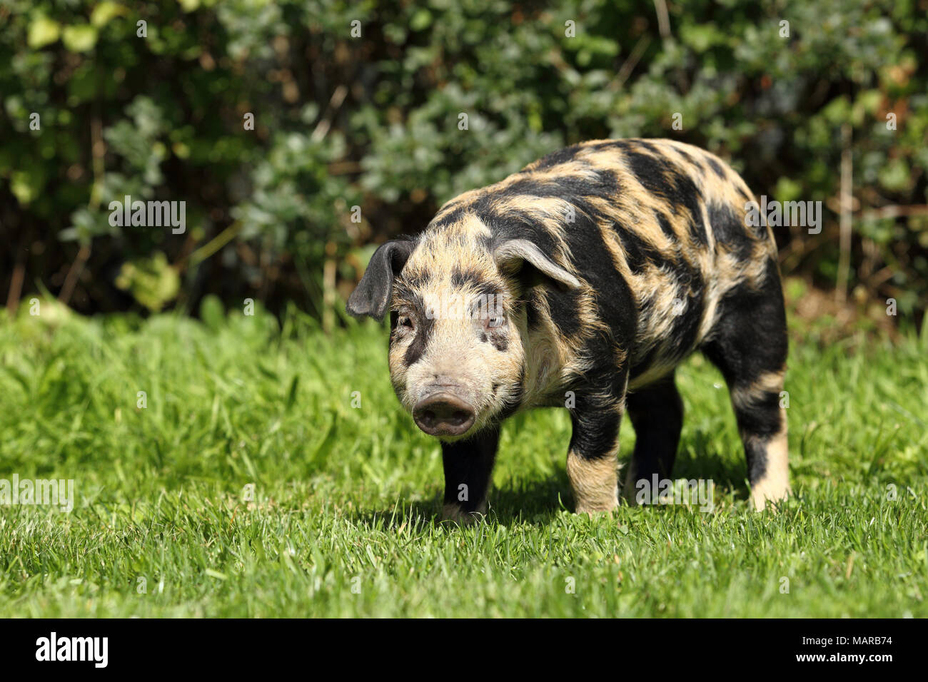 Domestic Pig, Turopolje x ?. Piglet (5 weeks old) standing in grass