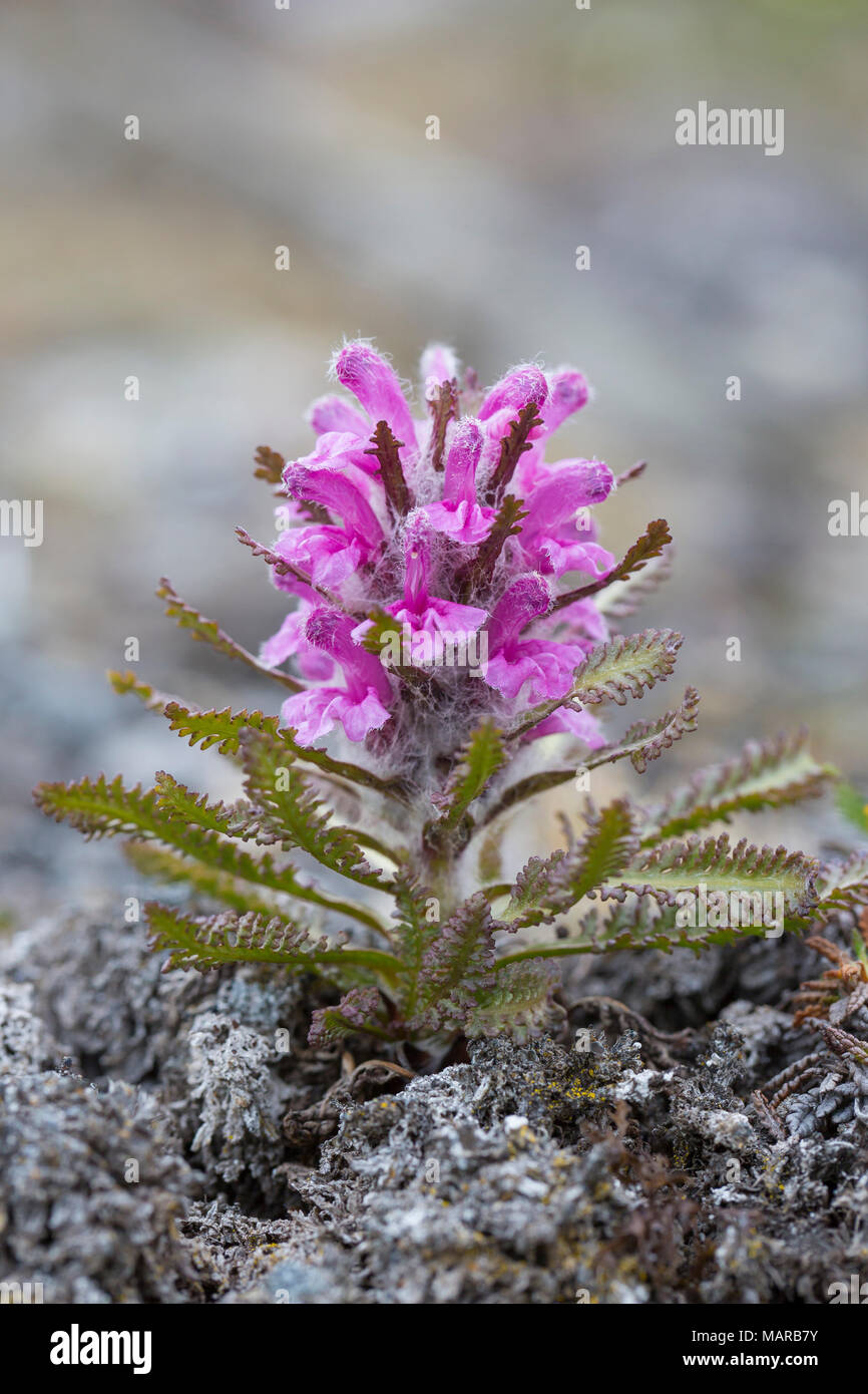 Wooly Lousewort, Bumble-bee Flower (Pedicularis lanata), flowering. Svalbard Stock Photo