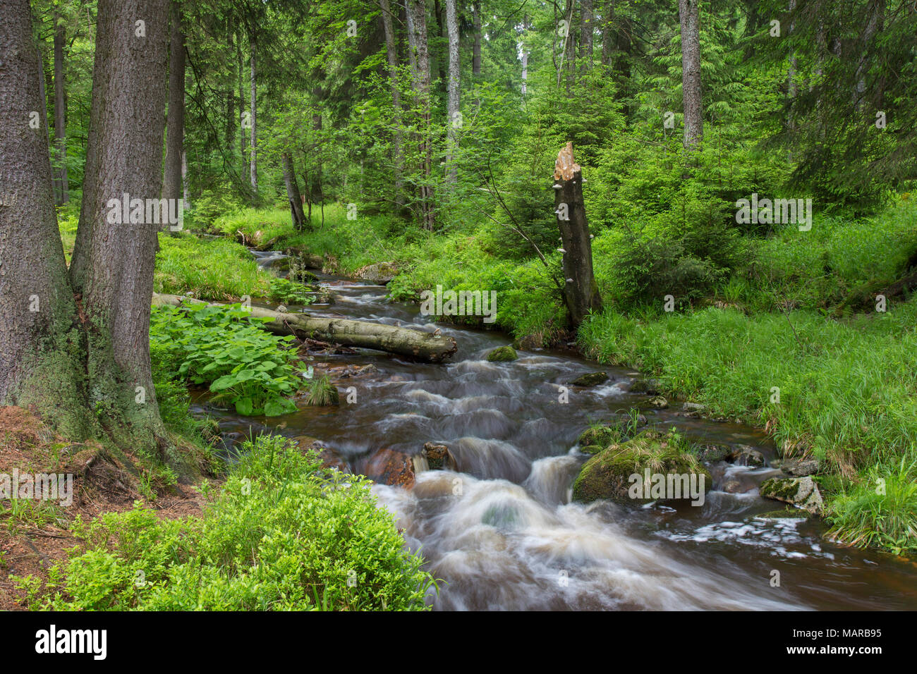 Warme Bode, headstream of the river Bode. High Harz Mountains, Lower Sacony, Germany Stock Photo