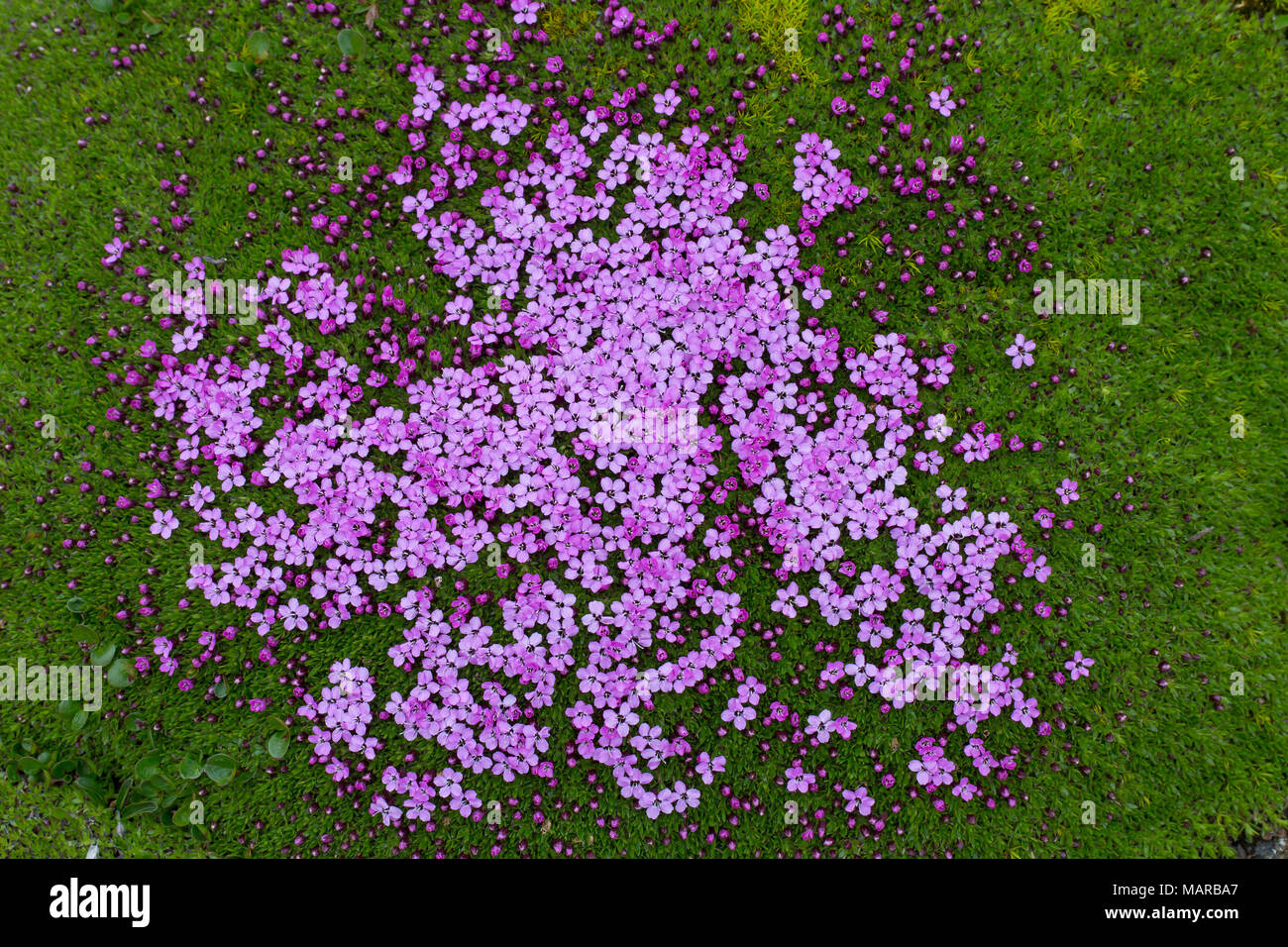 Cushion Pink, Moss Campion (Silene acaulis). Flowering plant seen from above. Svalbard Stock Photo
