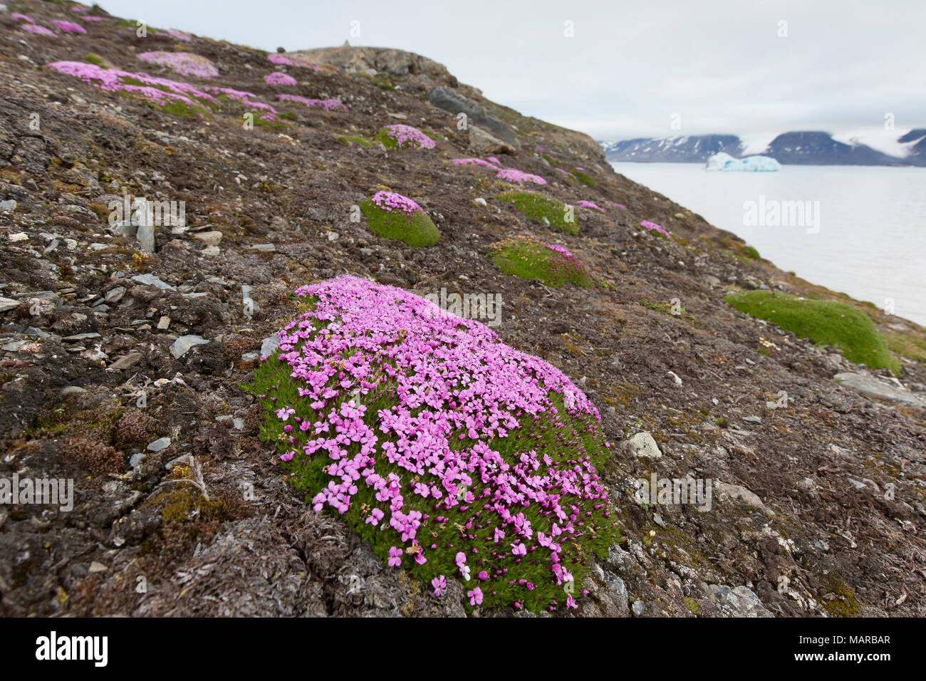 Cushion Pink, Moss Campion (Silene acaulis). Flowering plant between pebbles. Svalbard Stock Photo