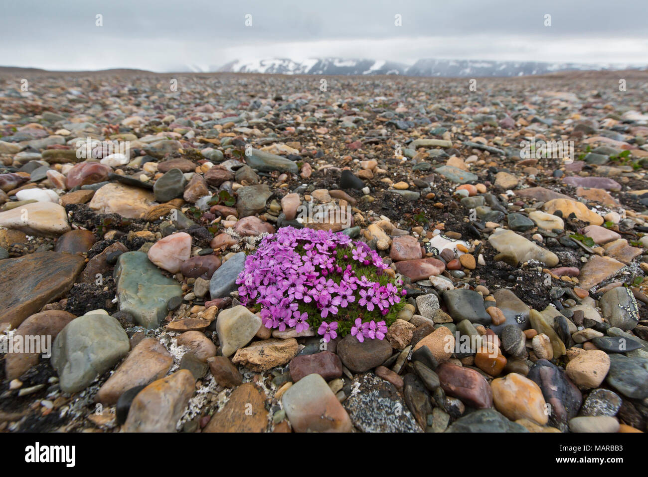 Cushion Pink, Moss Campion (Silene acaulis). Flowering plant between pebbles. Svalbard Stock Photo