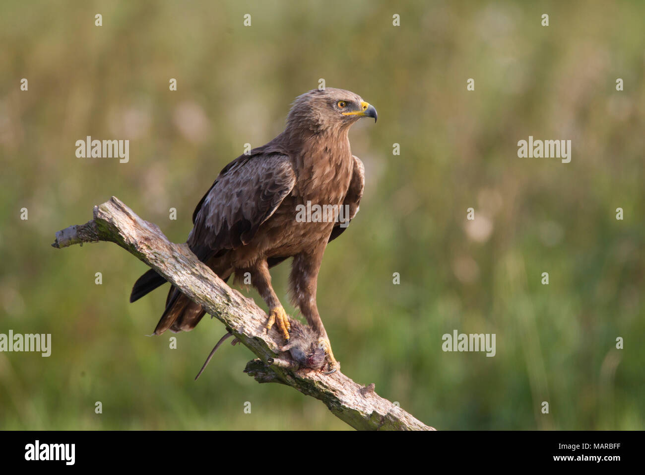 Lesser Spotted Eagle (Aquila pomarina). Adult standing on a broken-off branch. Germany Stock Photo