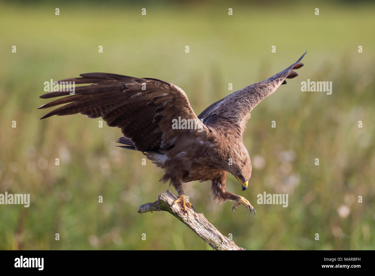 Lesser Spotted Eagle (Aquila pomarina). Adult standing on a broken-off branch, with wings opened. Germany Stock Photo