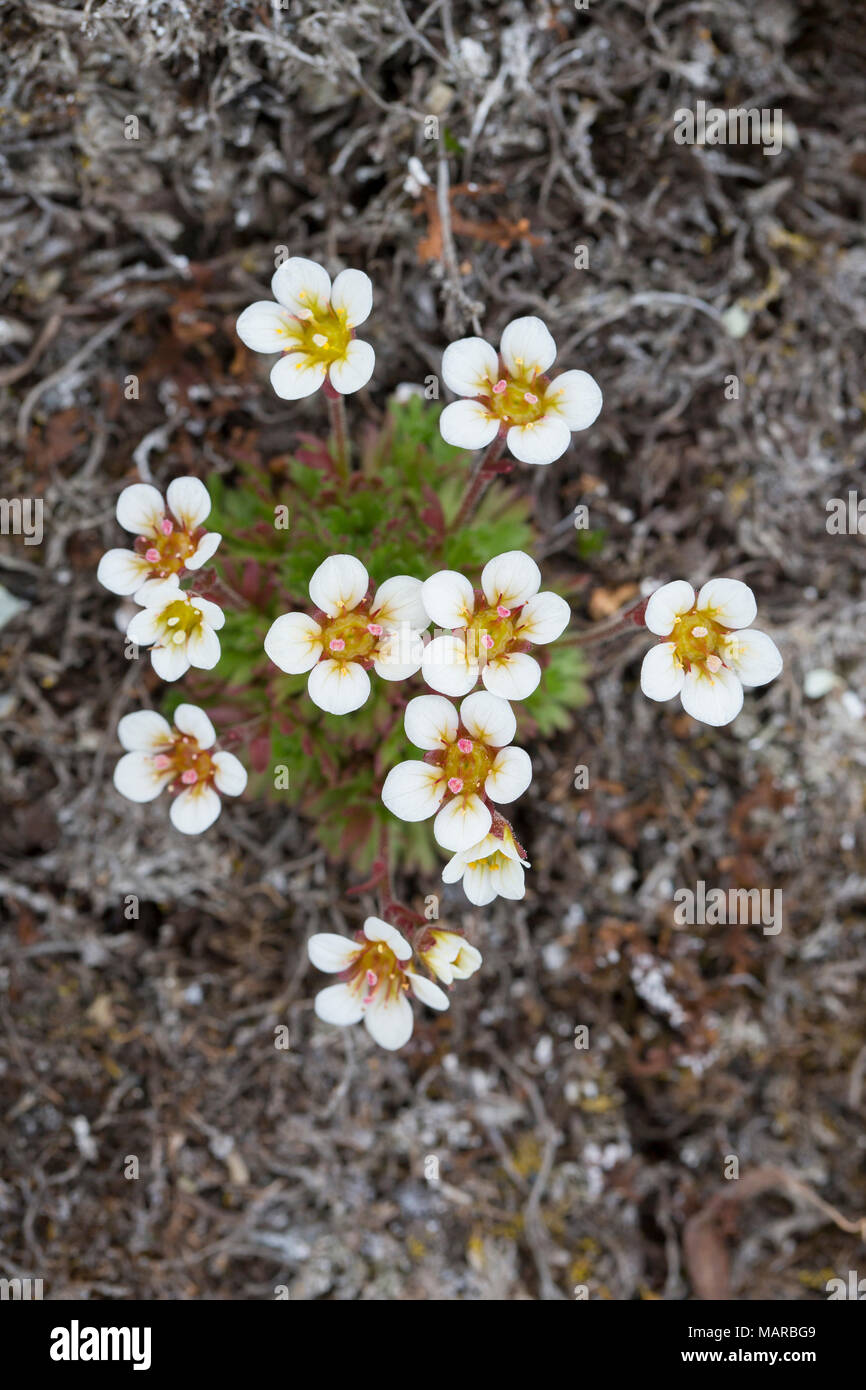 Tufted Alpine Saxifrage, Tufted Saxifrage (Saxifraga cespitosa), flowering plant. Svalbard Stock Photo