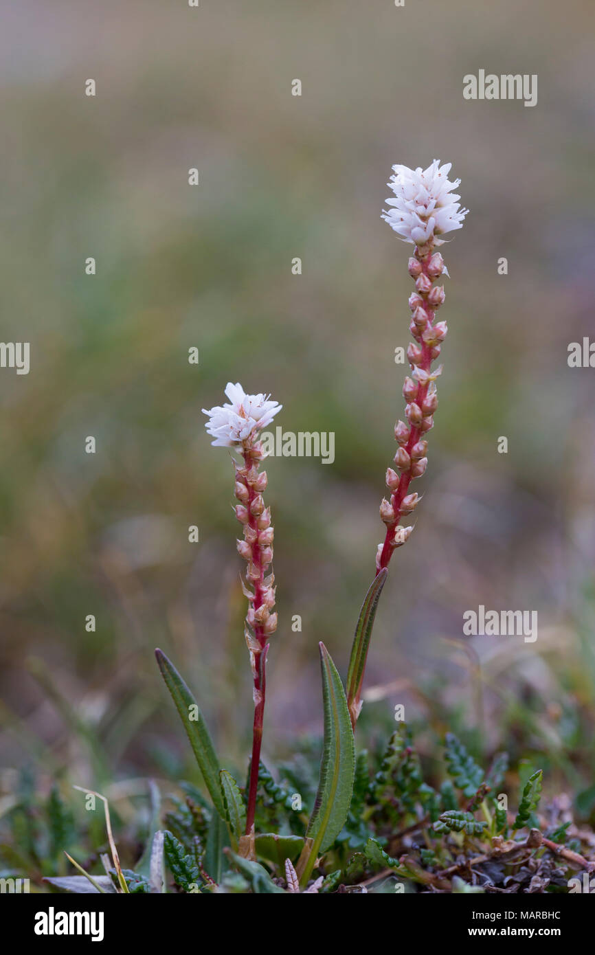 Alpine Bistort (Bistorta vivipara, Polygonum viviparum), flowering. Svalbard Stock Photo